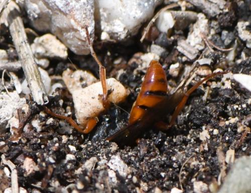 Obtusodonta equitatoria